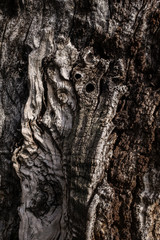 DEAD HOLM OAK TEXTURE