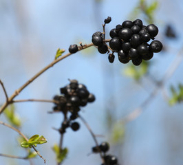 black grapes on the plant