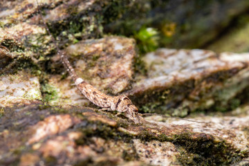 Jumping bristletail, Archaeognatha, an unfrequently seen insect from the Queensland rainforest floor.