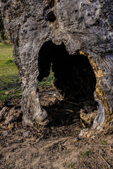DEAD HOLM OAK TEXTURE