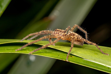 Macro of large Australian huntsman spider, spassaridae, in tropical rainforest