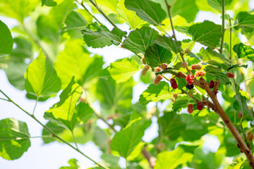 Fototapeta na wymiar Leaf green natural on blue sky, Tree berry
