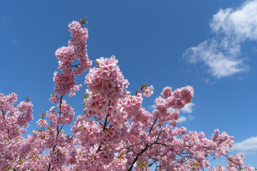 枝垂れ桜