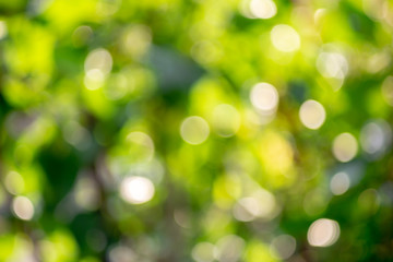 Nature green bokeh background