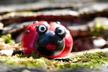 Surprised ladybug