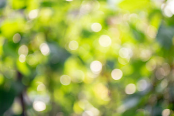 Obraz premium Nature green bokeh background
