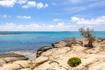 A tree on a rocky and wild coast of Elafonisi beach. The island of Crete, Greece, Europe.