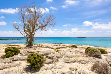 Fototapeta na wymiar A tree on a rocky and wild coast of Elafonisi beach. The island of Crete, Greece, Europe.