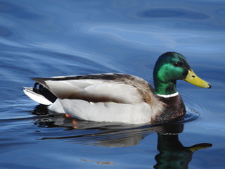 Obraz premium Mallard