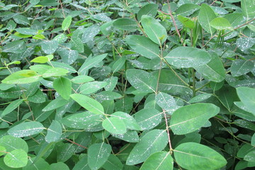 Leaves