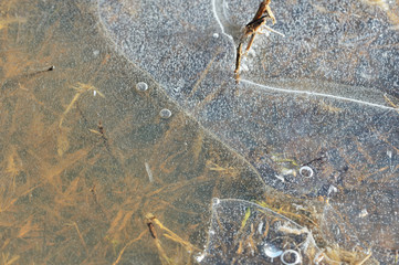 Dry grass under transparent ice close up in springtime
