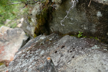 Colored moss and lichen on a large rock