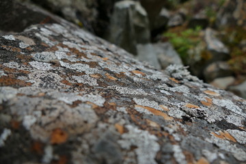 Colored moss and lichen on a large rock