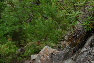 Coniferous plants on the mountainside surrounded by rocks and stones.