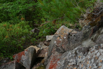 Rock stone overgrown with moss on the background of rhododendron plants
