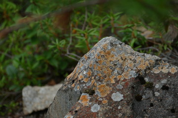 Rock stone overgrown with moss on the background of rhododendron plants