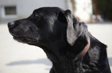 Black Labrador Red Eyes