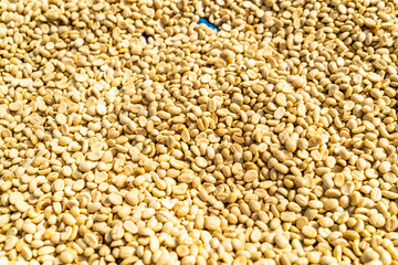 dry coffee beans with sunlight