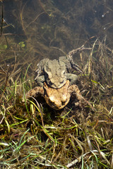 Mating frogs on the lake shore