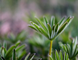 листья люпина зеленые и фиолетовые