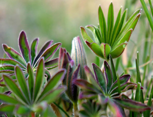 Obraz premium листья люпина зеленые и фиолетовые