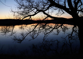 дерево над рекой на закате