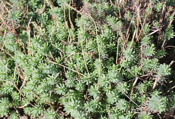 green plants in the garden