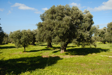 Fototapeta na wymiar Olivenplantage am Mittelmeer mit blühender Frühlingswiese