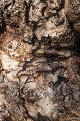 DEAD HOLM OAK TEXTURE