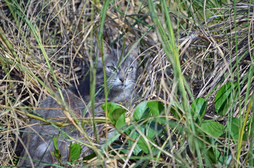 Portrait of a light grey feral tom cat hiding in tall grass