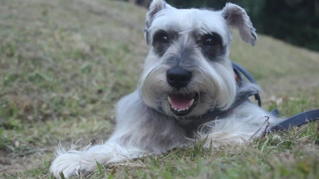 Cachorro descansando no Parque