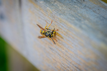 Wasp Collecting Wood