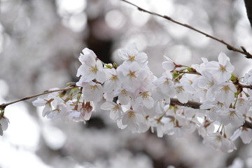 桜
