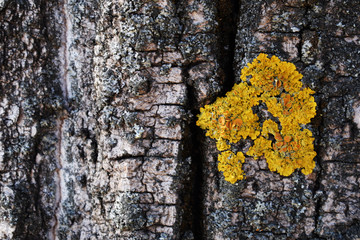 Tree bark texture with yellow moss close-up.