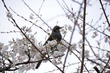 桜と鳥