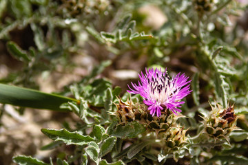 Flowers growing on the dunes of Elafonisi beach in Crete, Greece