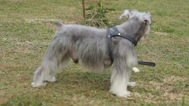 Pequen Cachorro Passeando no Parque 