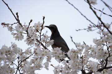 桜と鳥