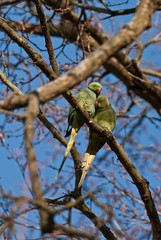 Parakeets in love