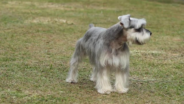 Pequeno Cachorrinho solto 