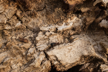 DEAD HOLM OAK TEXTURE
