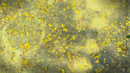 The background created by the yellow flowers that fall