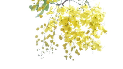 Background created by tropical flowers of Thailand Will bloom in the summer