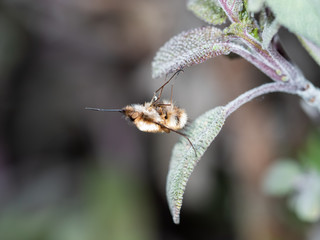 Bee Fly Resting on Sage Leaf, Bombylius major
