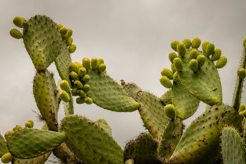 Nopal Kaktus mit vielen Feigen in Mexiko 