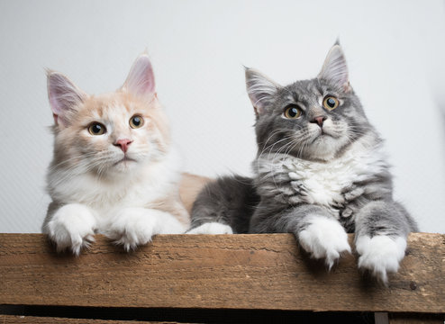 two maine coon kittens relaxing on a wooden fruit crate in front of white wall tilting their head
