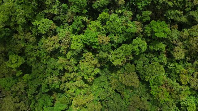 Aerial top view of green trees in forest background, Peru, Andes, South America.