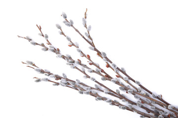 Willow catkins isolated on white background with copy space, easter