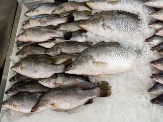  Many fresh sea fish are sold at seafood restaurants.36