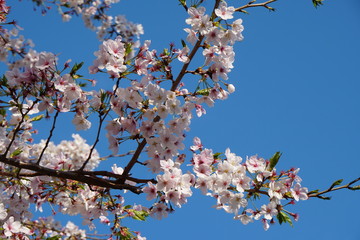 桜